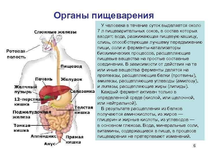 Органы пищеварения фото