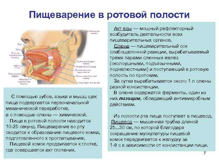    Пищеварение в ротовой полости    Акт еды — мощный