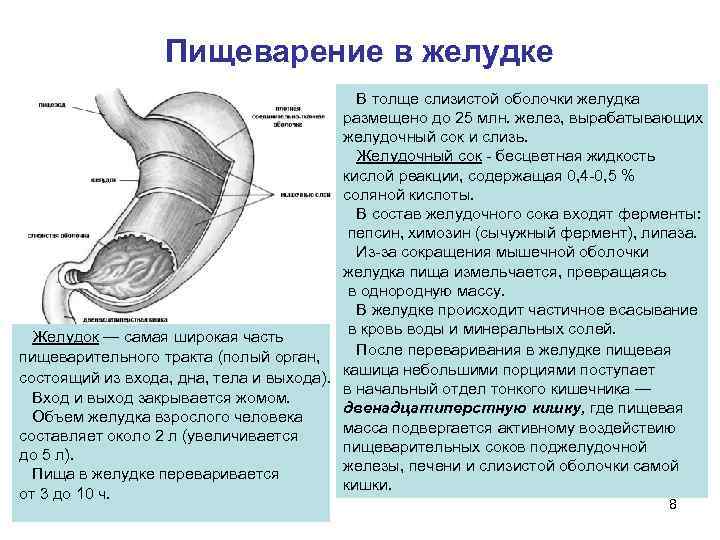    Пищеварение в желудке        В