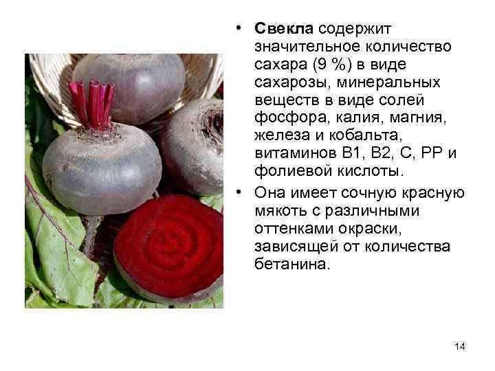  • Свекла содержит  значительное количество  сахара (9 %) в виде 