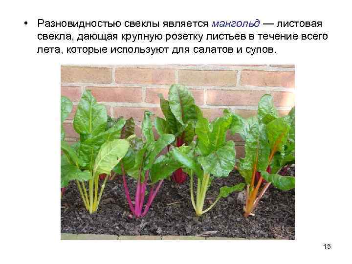  • Разновидностью свеклы является мангольд — листовая  свекла, дающая крупную розетку листьев