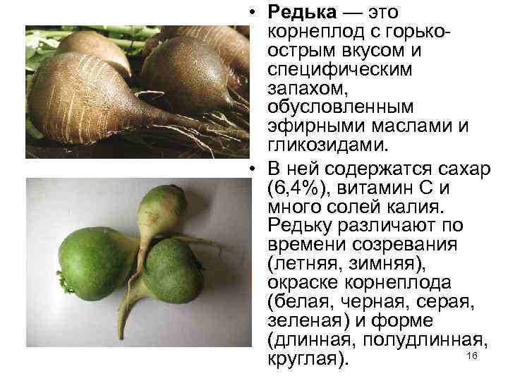  • Редька — это  корнеплод с горько-  острым вкусом и 