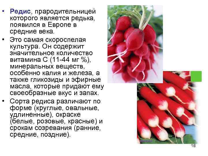  • Редис, прародительницей  которого является редька,  появился в Европе в 