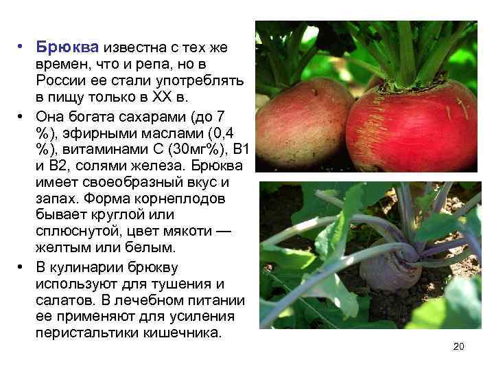  • Брюква известна с тех же  времен, что и репа, но в