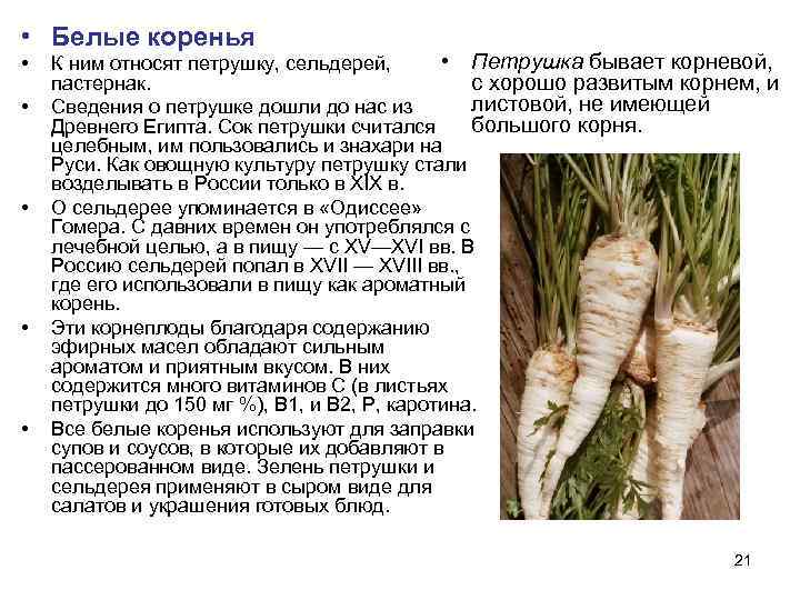  • Белые коренья •  К ним относят петрушку, сельдерей,   •