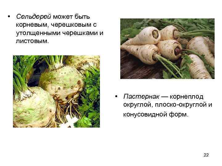  • Сельдерей может быть  корневым, черешковым с  утолщенными черешками и 