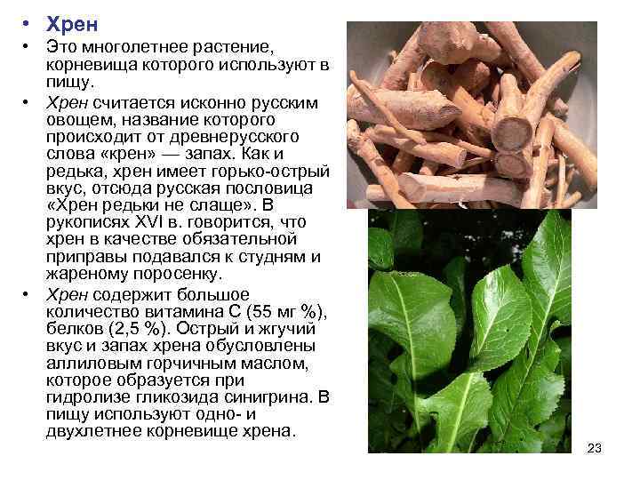  • Хрен • Это многолетнее растение,  корневища которого используют в  пищу.