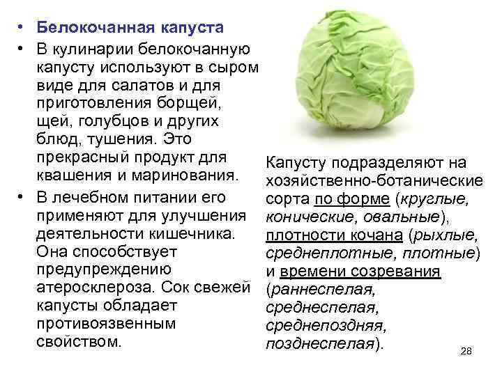  • Белокочанная капуста • В кулинарии белокочанную  капусту используют в сыром 