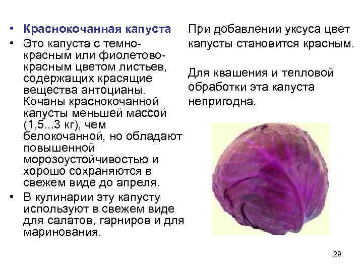  • Краснокочанная капуста При добавлении уксуса цвет • Это капуста с темно- 