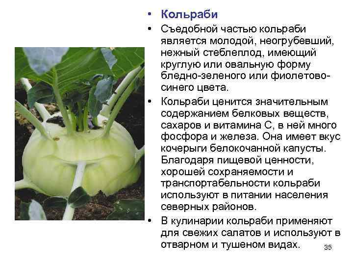  • Кольраби • Съедобной частью кольраби  является молодой, неогрубевший,  нежный стеблеплод,