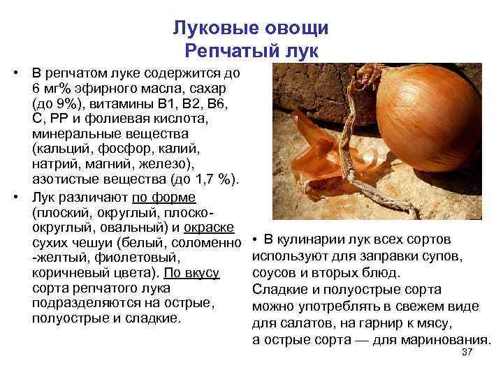      Луковые овощи    Репчатый лук • В