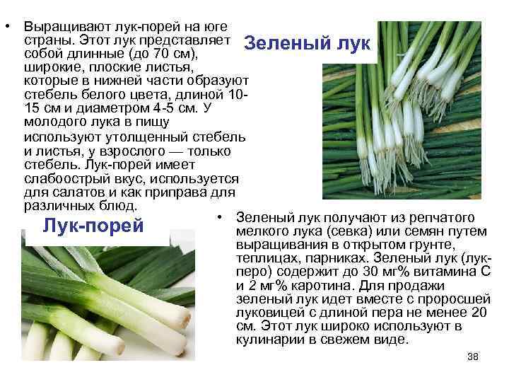  • Выращивают лук-порей на юге  страны. Этот лук представляет Зеленый лук 