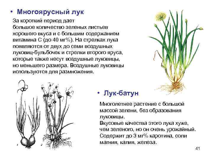  • Многоярусный лук За короткий период дает большое количество зеленых листьев хорошего вкуса