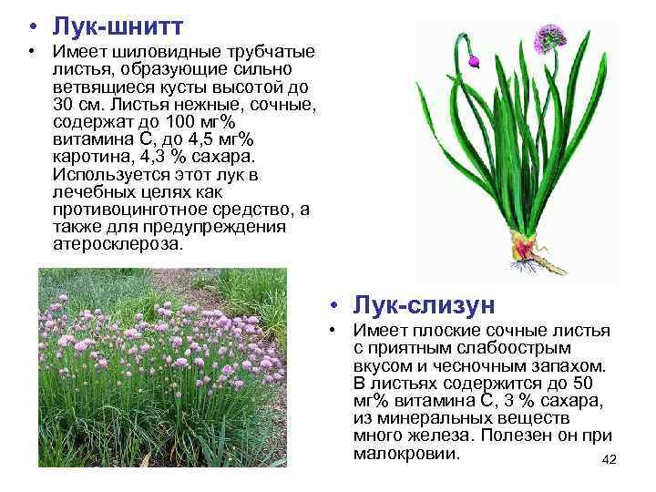  • Лук-шнитт • Имеет шиловидные трубчатые  листья, образующие сильно  ветвящиеся кусты