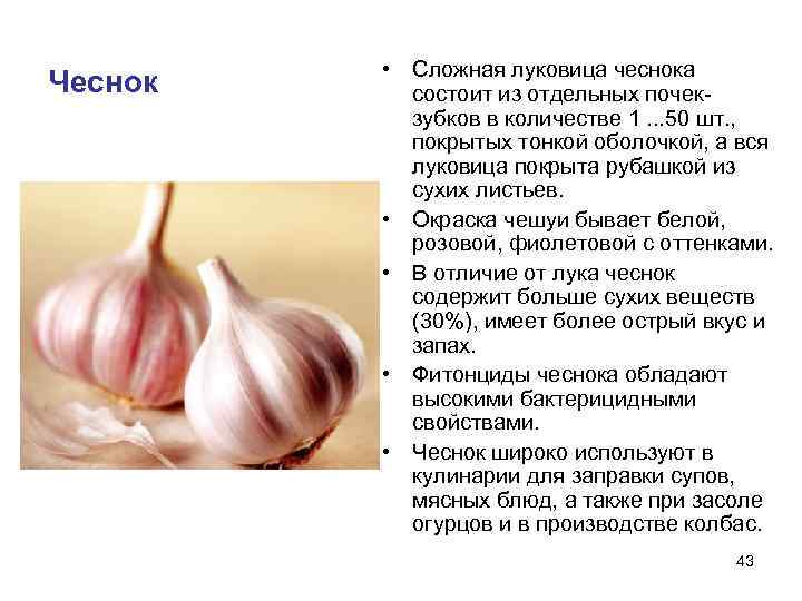    • Сложная луковица чеснока Чеснок состоит из отдельных почек-  зубков