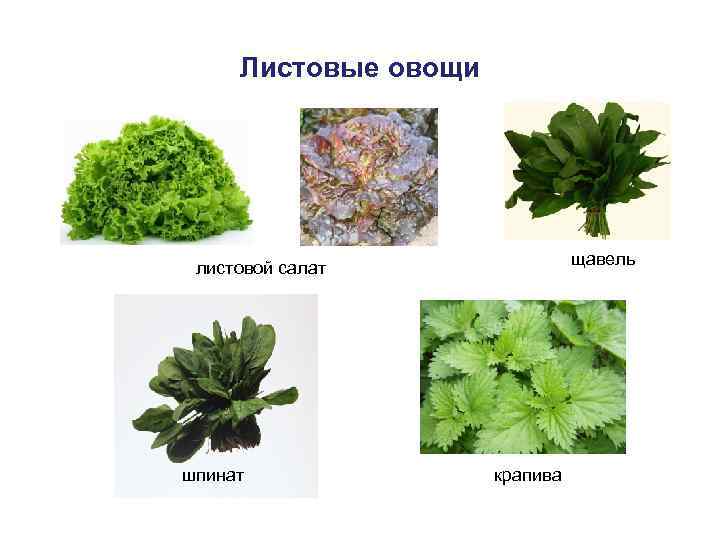  Листовые овощи       щавель листовой салат шпинат 