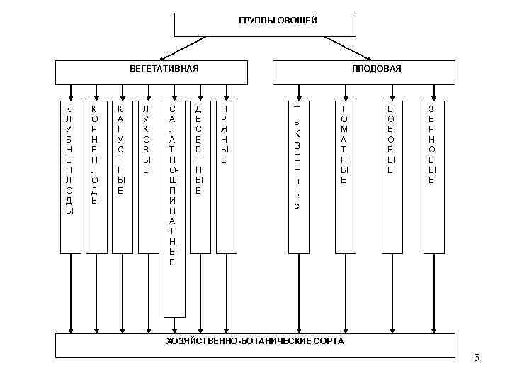       ГРУППЫ ОВОЩЕЙ   ВЕГЕТАТИВНАЯ   