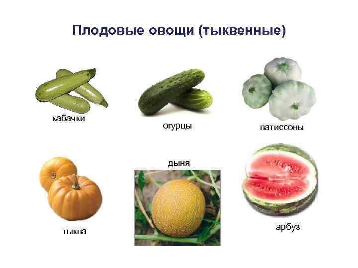   Плодовые овощи (тыквенные) кабачки    огурцы патиссоны   
