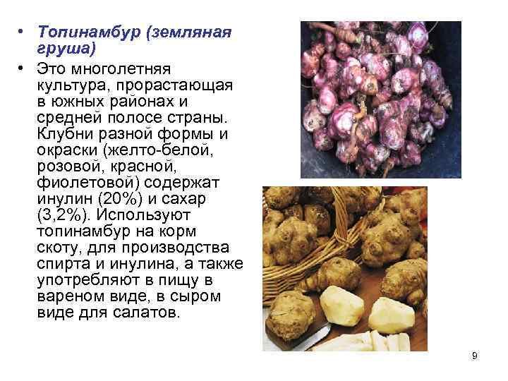  • Топинамбур (земляная  груша) • Это многолетняя  культура, прорастающая  в