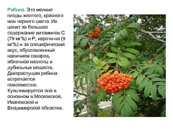 Рябина. Это мелкие плоды желтого, красного или черного цвета. Их ценят за большое содержание