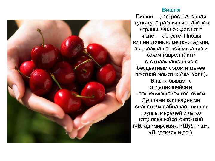    Вишня —распространенная куль тура различных районов  страны. Она созревает в