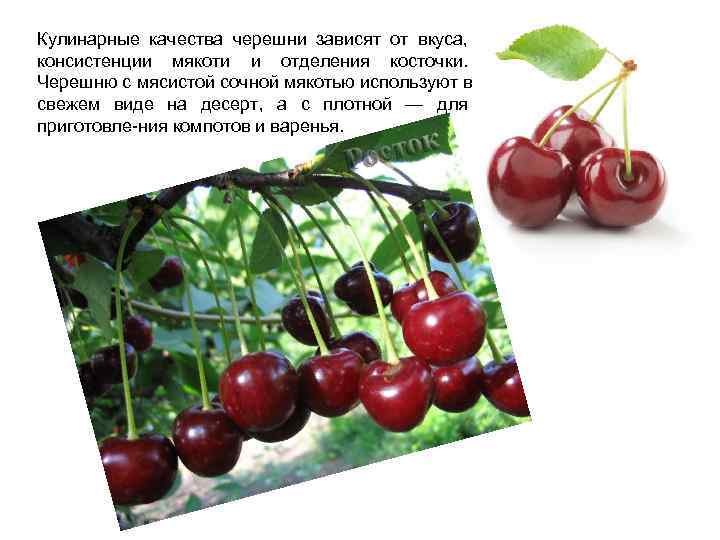 Кулинарные качества черешни зависят от вкуса, консистенции мякоти и отделения косточки. Черешню с мясистой