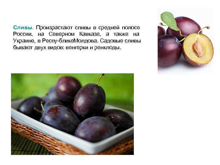 Сливы. Произрастают сливы в средней полосе России, на Северном Кавказе, а также на Украине,