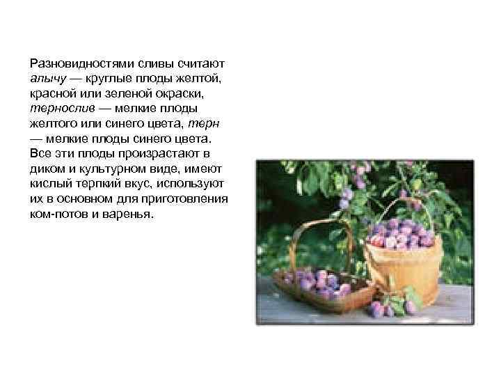 Разновидностями сливы считают алычу — круглые плоды желтой, красной или зеленой окраски, тернослив —
