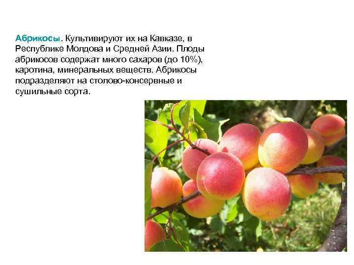 Абрикосы. Культивируют их на Кавказе, в Республике Молдова и Средней Азии. Плоды абрикосов содержат