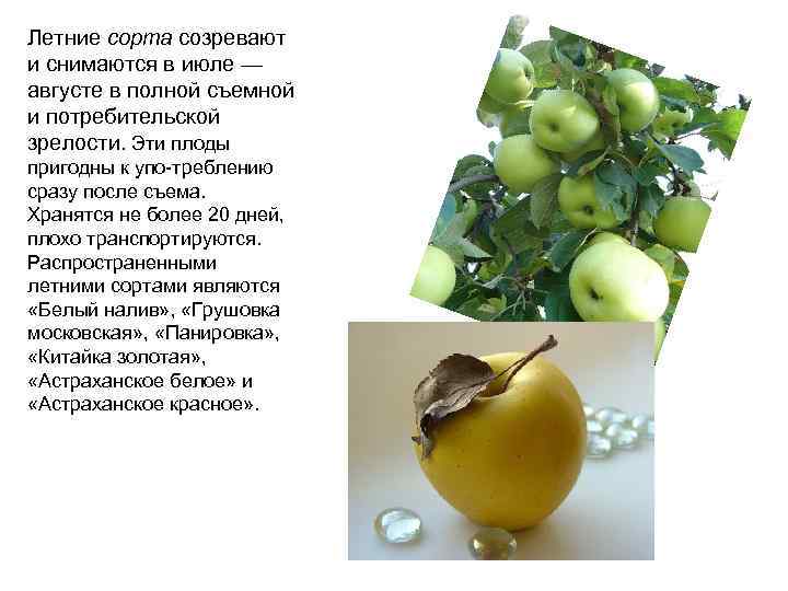 Летние сорта созревают и снимаются в июле — августе в полной съемной и потребительской