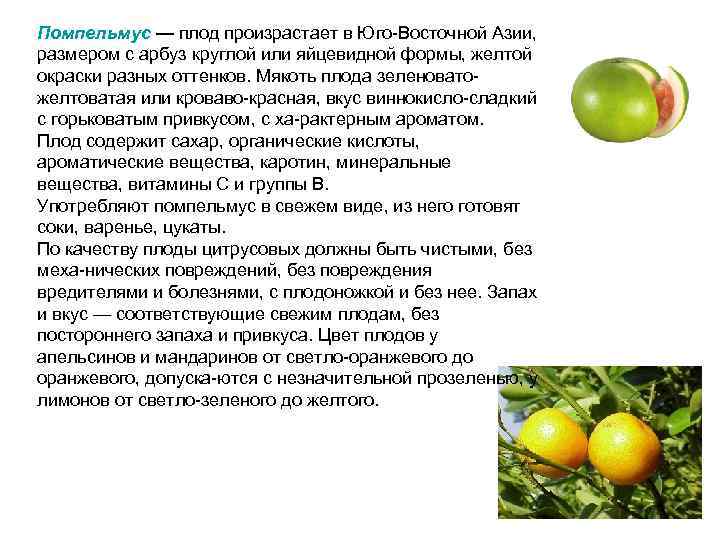 Помпельмус — плод произрастает в Юго Восточной Азии, размером с арбуз круглой или яйцевидной