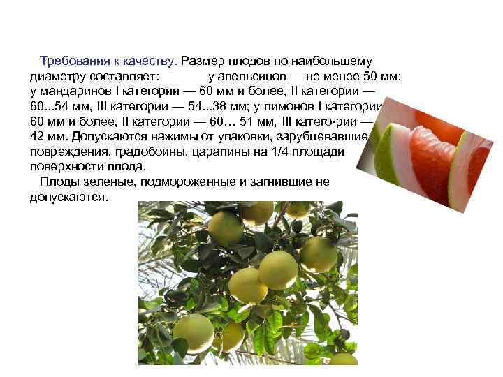  Требования к качеству. Размер плодов по наибольшему диаметру составляет:   у апельсинов