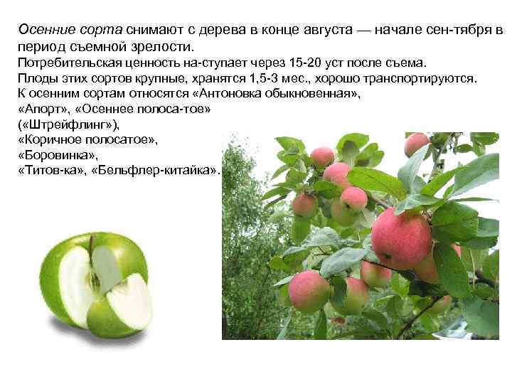 Осенние сорта снимают с дерева в конце августа — начале сен тября в период