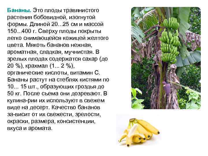 Бананы. Это плоды травянистого растения бобовидной, изогнутой формы. Длиной 20. . . 25 см