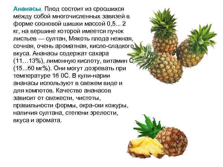 Ананасы. Плод состоит из сросшихся между собой многочисленных завязей в форме сосновой шишки массой