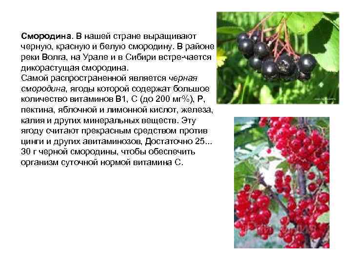 Смородина. В нашей стране выращивают черную, красную и белую смородину. В районе реки Волга,