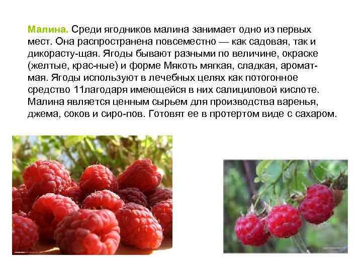 Малина. Среди ягодников малина занимает одно из первых мест. Она распространена повсеместно — как