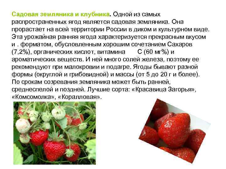 Садовая земляника и клубника. Одной из самых распространенных ягод является садовая земляника. Она прорастает