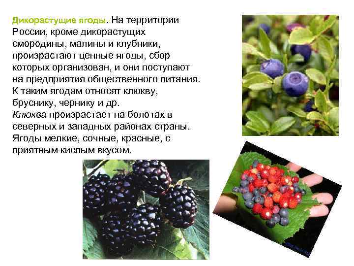 Дикорастущие ягоды. На территории России, кроме дикорастущих смородины, малины и клубники, произрастают ценные ягоды,