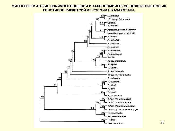 ФИЛОГЕНЕТИЧЕСКИЕ ВЗАИМООТНОШЕНИЯ И ТАКСОНОМИЧЕСКОЕ ПОЛОЖЕНИЕ НОВЫХ   ГЕНОТИПОВ РИККЕТСИЙ ИЗ РОССИИ И КАЗАХСТАНА