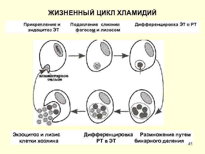   ЖИЗНЕННЫЙ ЦИКЛ ХЛАМИДИЙ  Прикрепление и  Подавление слияния  Дифференцировка ЭТ