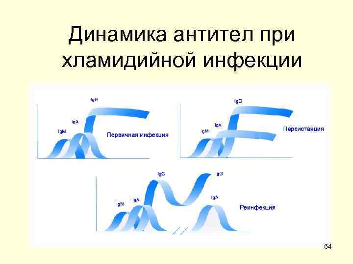  Динамика антител при хламидийной инфекции     64 