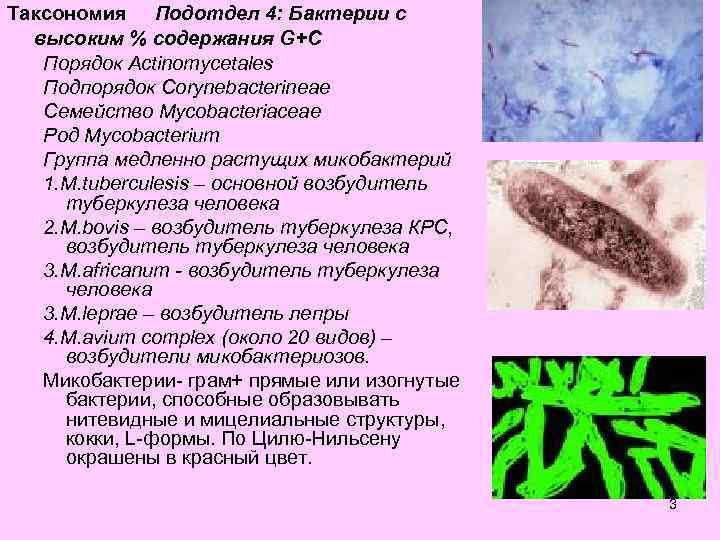 Таксономия Подотдел 4: Бактерии с  высоким % содержания G+C  Порядок Actinomycetales 