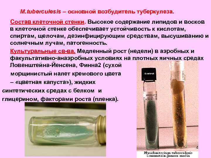  M. tuberculesis – основной возбудитель туберкулеза. Состав клеточной стенки. Высокое содержание липидов и