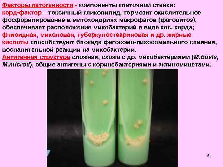 Факторы патогенности - компоненты клеточной стенки: корд-фактор – токсичный гликолипид, тормозит окислительное фосфорилирование в
