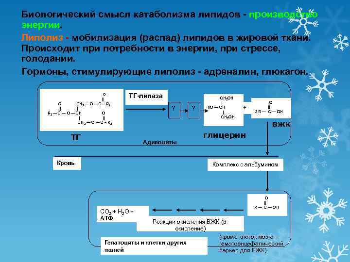 Биологический смысл катаболизма липидов - производство энергии. Липолиз - мобилизация (распад) липидов в жировой