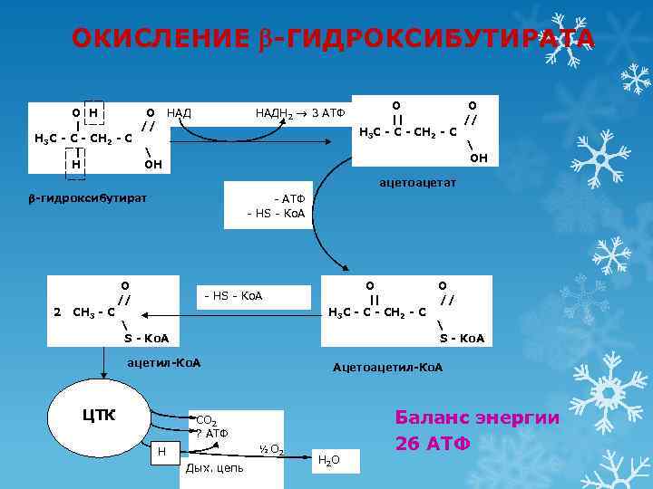   ОКИСЛЕНИЕ -ГИДРОКСИБУТИРАТА      O  O  O