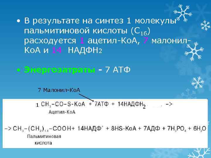  • В результате на синтез 1 молекулы  пальмитиновой кислоты (С 16) 