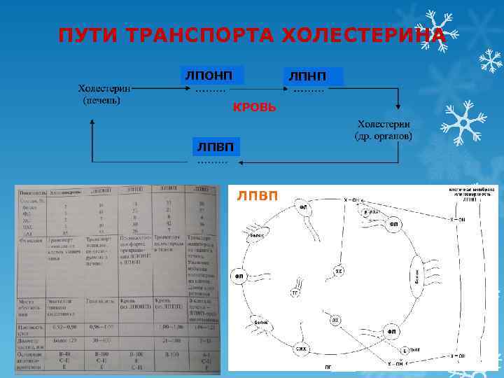 ПУТИ ТРАНСПОРТА ХОЛЕСТЕРИНА   ЛПОНП  ЛПНП   КРОВЬ  ЛПВП 