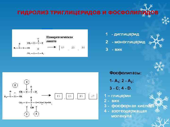 ГИДРОЛИЗ ТРИГЛИЦЕРИДОВ И ФОСФОЛИПИДОВ:       1 - диглицерид 